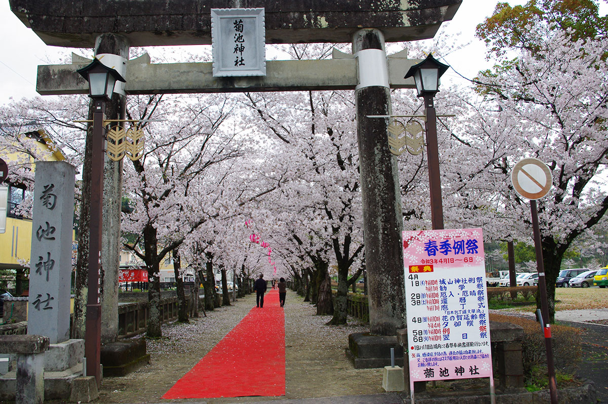 菊池 公園 桜